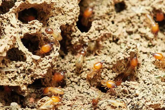 Loài vật nhỏ bằng con kiến nhưng đe dọa cả một con đập ở Trung Quốc: Có sức mạnh “ăn mòn” sắt thép, gây thiệt hại hàng triệu USD - Ảnh 3.