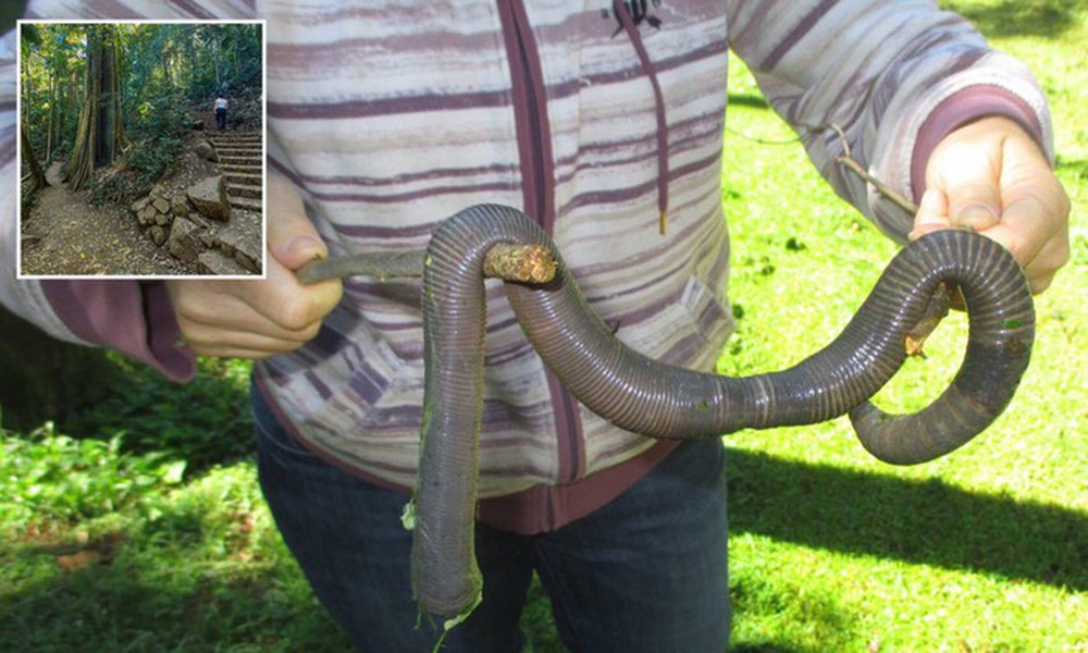 Bí ẩn về loài giun Ecuador, dù là giun đất nhưng lại to bằng con rắn - Ảnh 8.