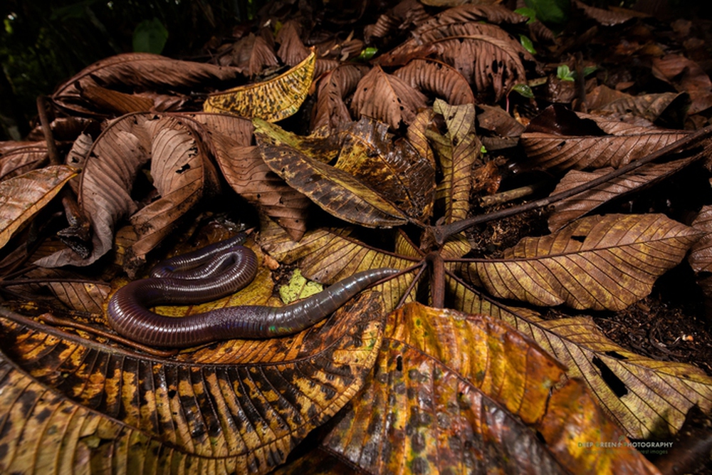 Bí ẩn về loài giun Ecuador, dù là giun đất nhưng lại to bằng con rắn - Ảnh 7.