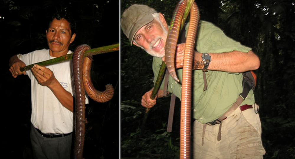 Bí ẩn về loài giun Ecuador, dù là giun đất nhưng lại to bằng con rắn - Ảnh 1.